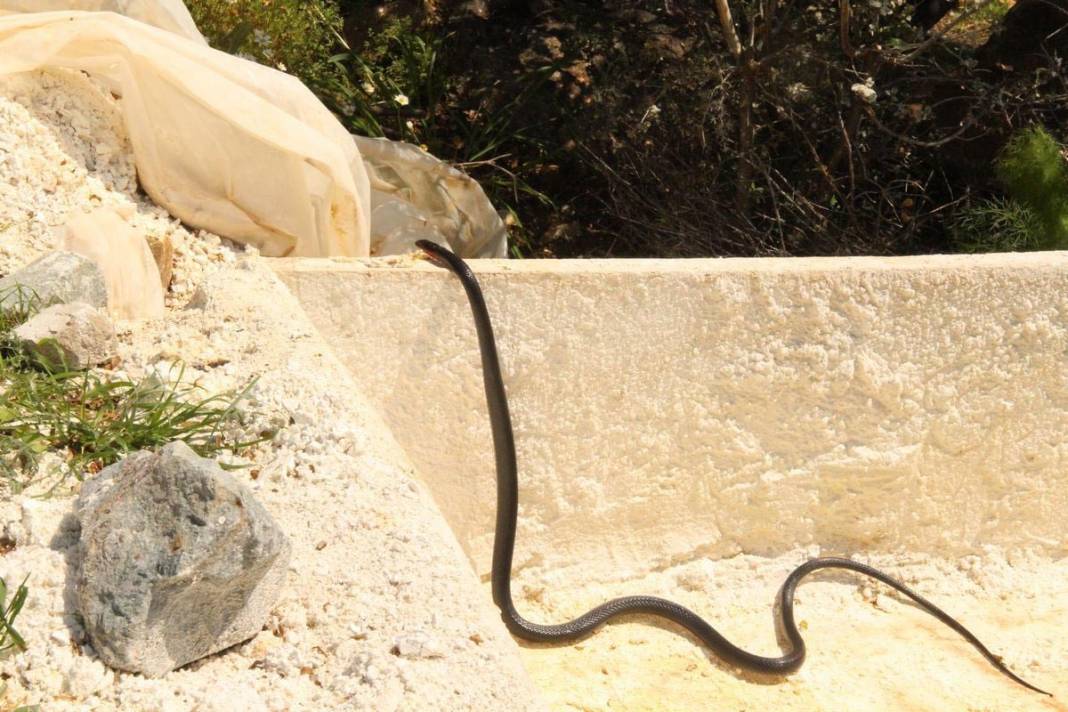 Kapanma ile ortaya çıktılar! Kuşadası'nda siyah yılan paniği 4